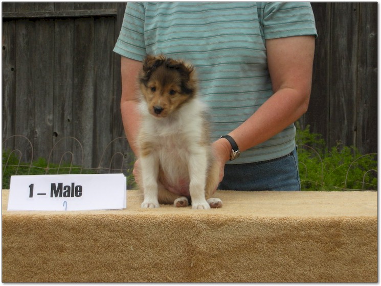 Razz / Hali - 1 - Male