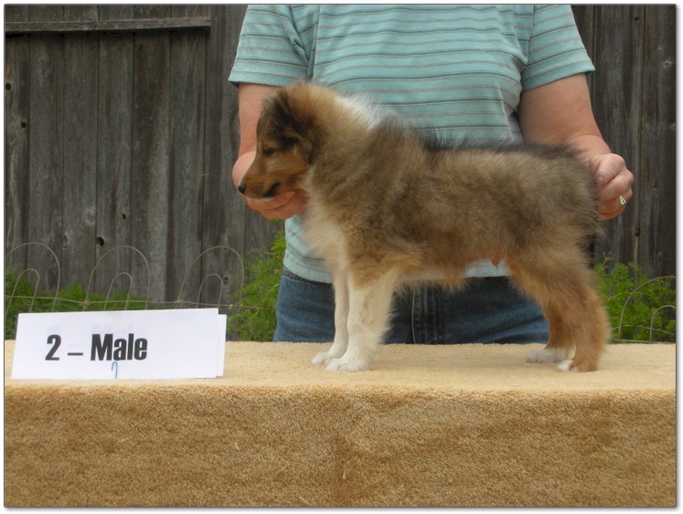 Razz / Hali - 2 - Male