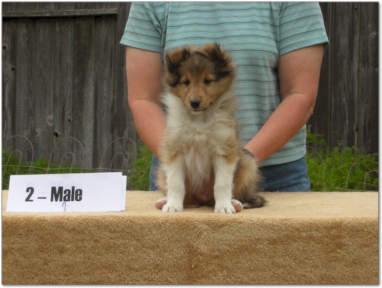 Razz / Hali - 2 - Male