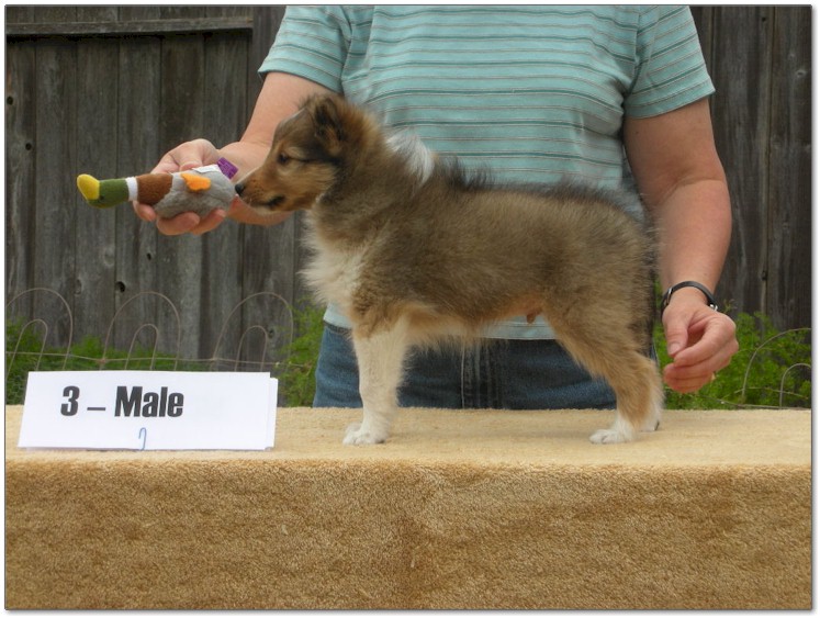 Razz / Hali - 3 - Male