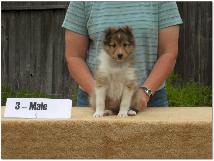 Razz / Hali - 3 - Male