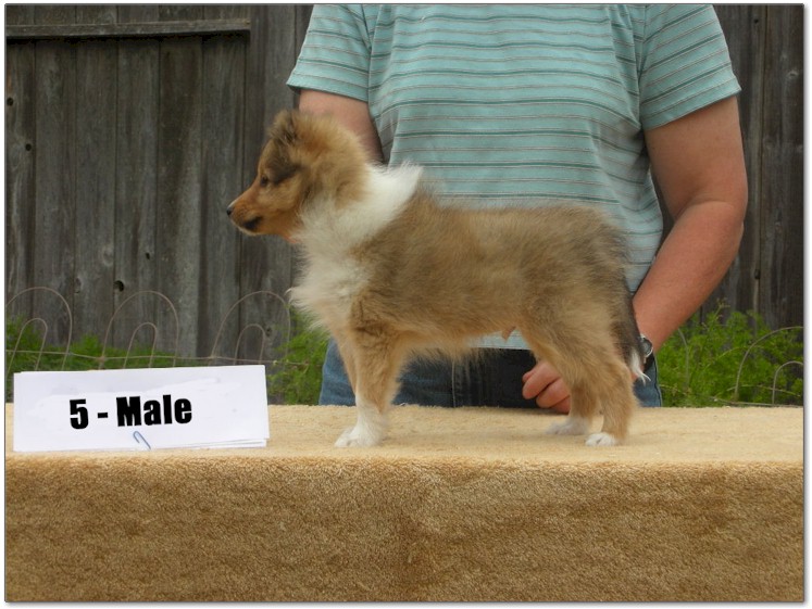 Razz / Hali - 5 - Male