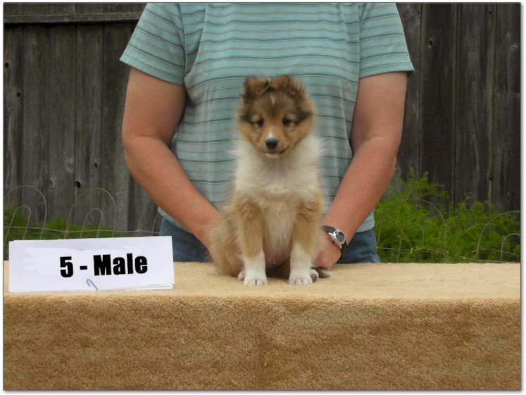 Razz / Hali - 5 - Male