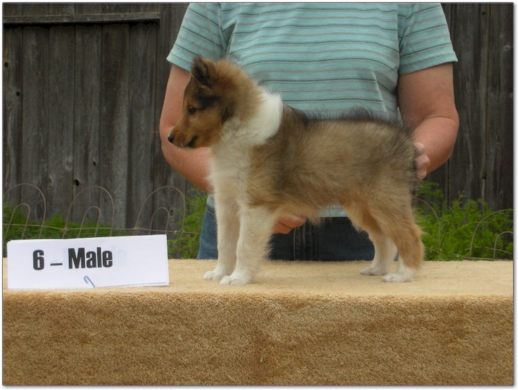 Razz / Hali - 6 - Male
