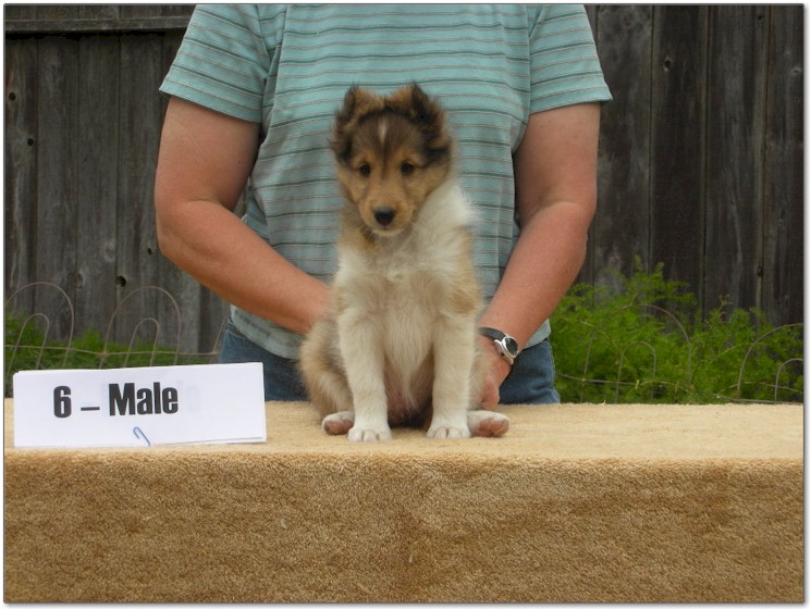 Razz / Hali - 6 - Male