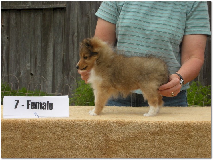 Razz / Hali - 7 - Female