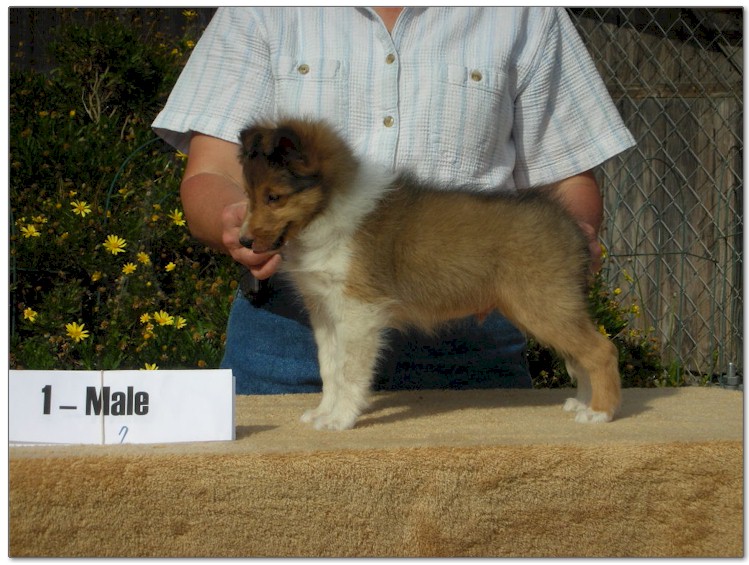 Razz / Hali - 1 - Male