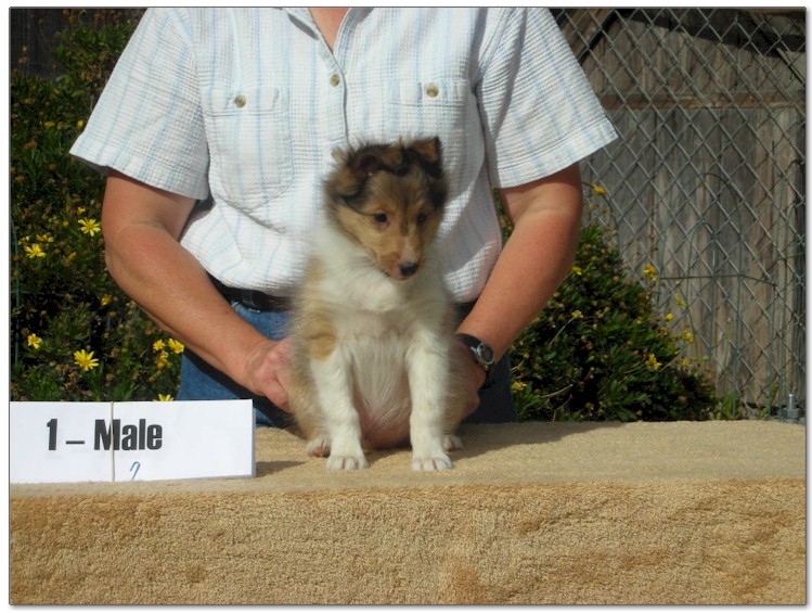 Razz / Hali - 1 - Male