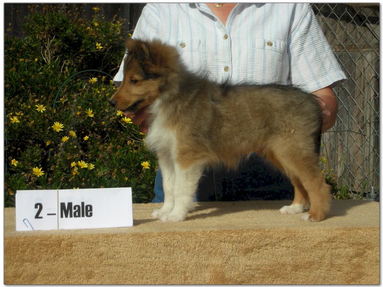 Razz / Hali - 2 - Male