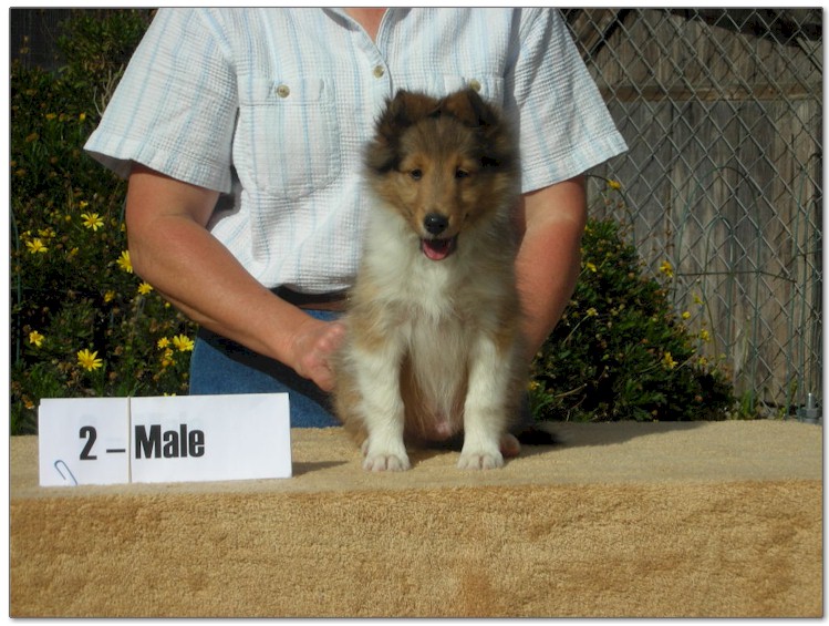 Razz / Hali - 2 - Male