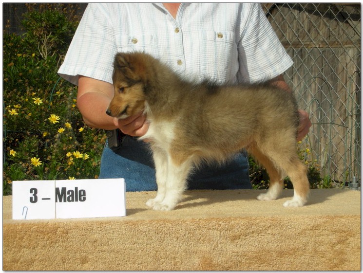 Razz / Hali - 3 - Male