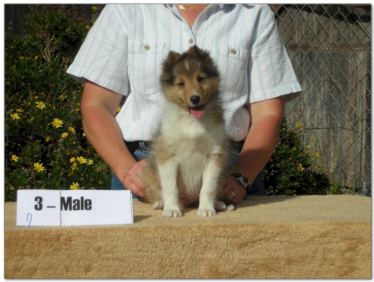 Razz / Hali - 3 - Male