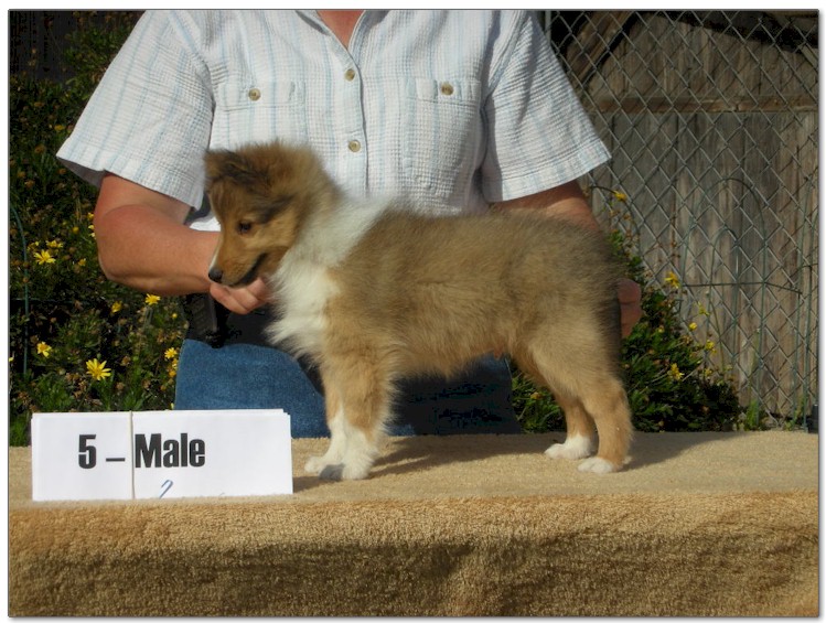 Razz / Hali - 5 - Male