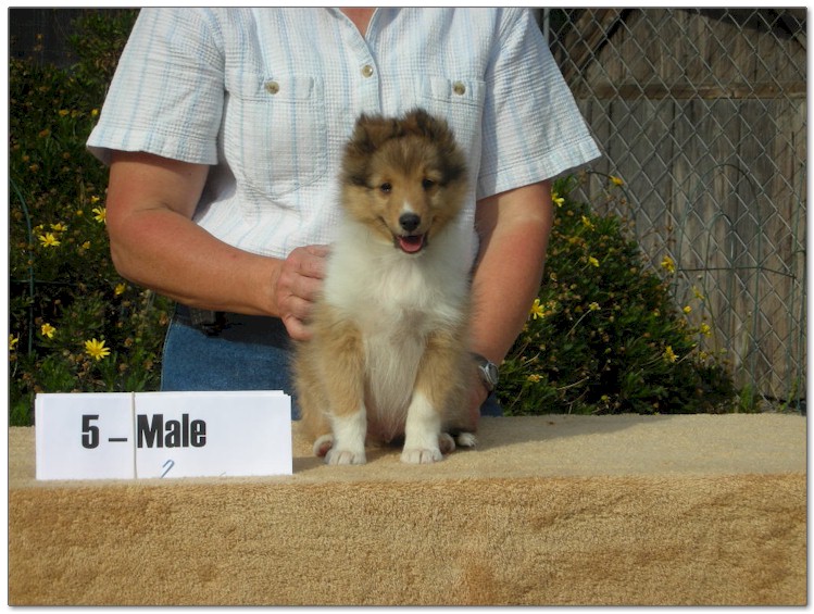 Razz / Hali - 5 - Male
