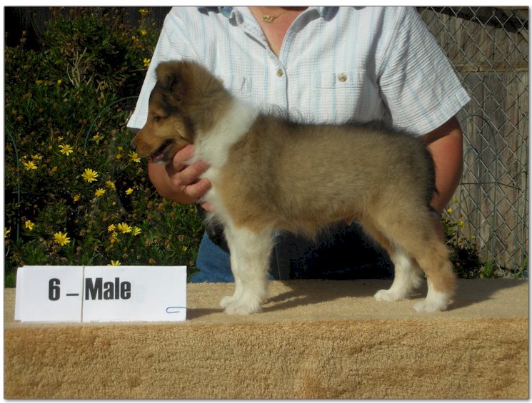 Razz / Hali - 6 - Male