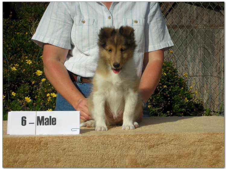 Razz / Hali - 6 - Male