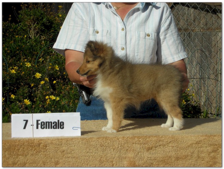 Razz / Hali - 7 - Female