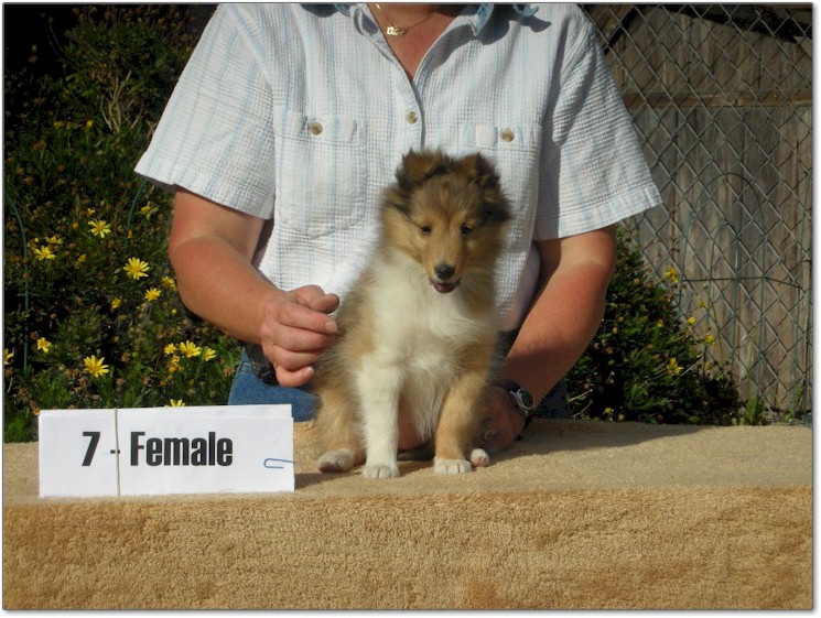Razz / Hali - 7 - Female