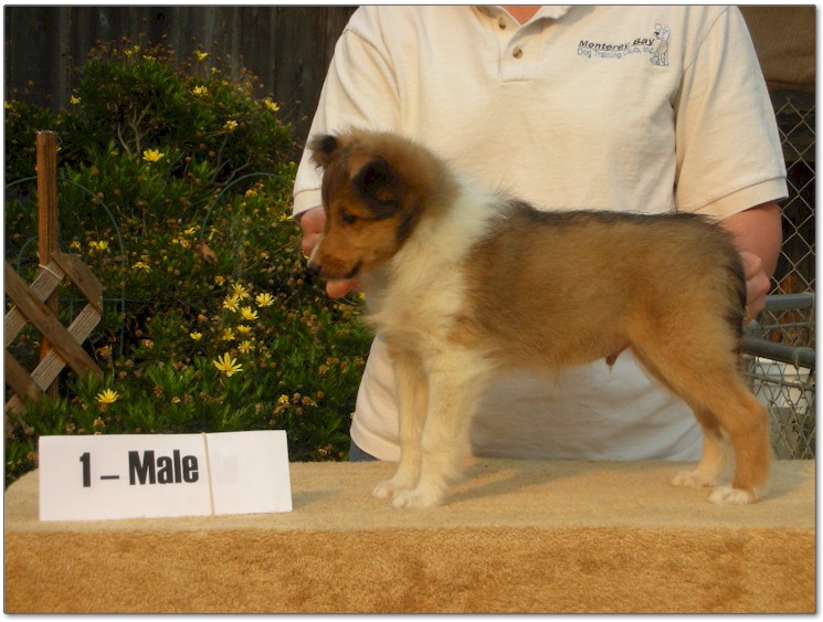 Razz / Hali - 1 - Male