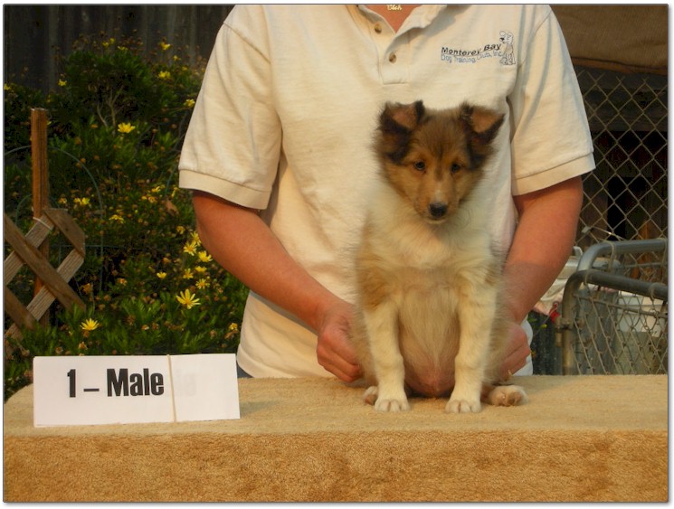 Razz / Hali - 1 - Male
