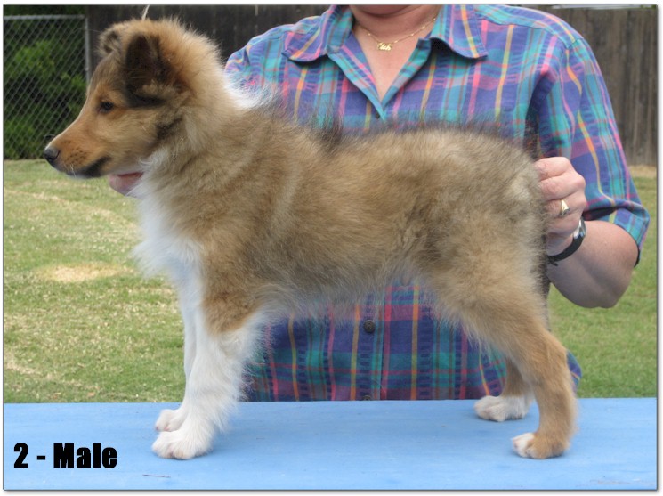 Razz / Hali - 2 - Male