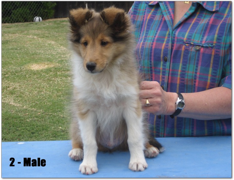 Razz / Hali - 2 - Male