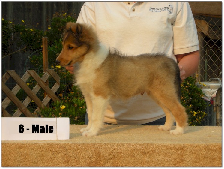 Razz / Hali - 6 - Male