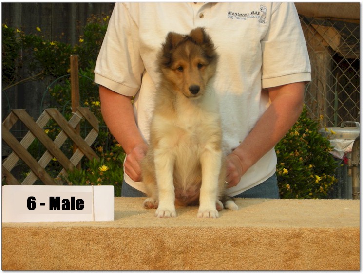 Razz / Hali - 6 - Male