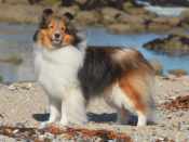 Winterset Hy-Verta Too Hot To Handle BN RN