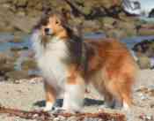 Winterset Hy-Verta Kiss Me Kate