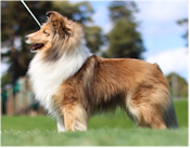 Winterset Hy-Verta Love Actually