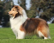 Adohr Promise At Winterset Hy-Verta