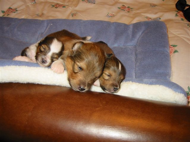 Spice / Gable