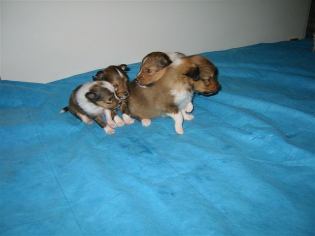 Spice / Gable