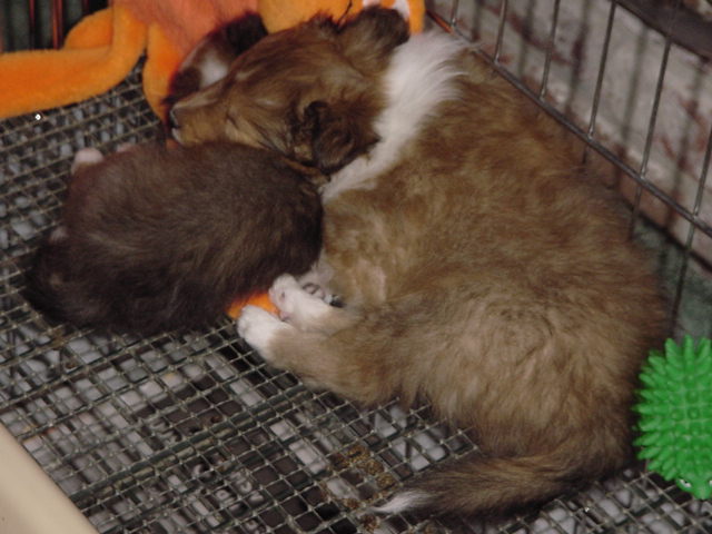 Spice / Gable